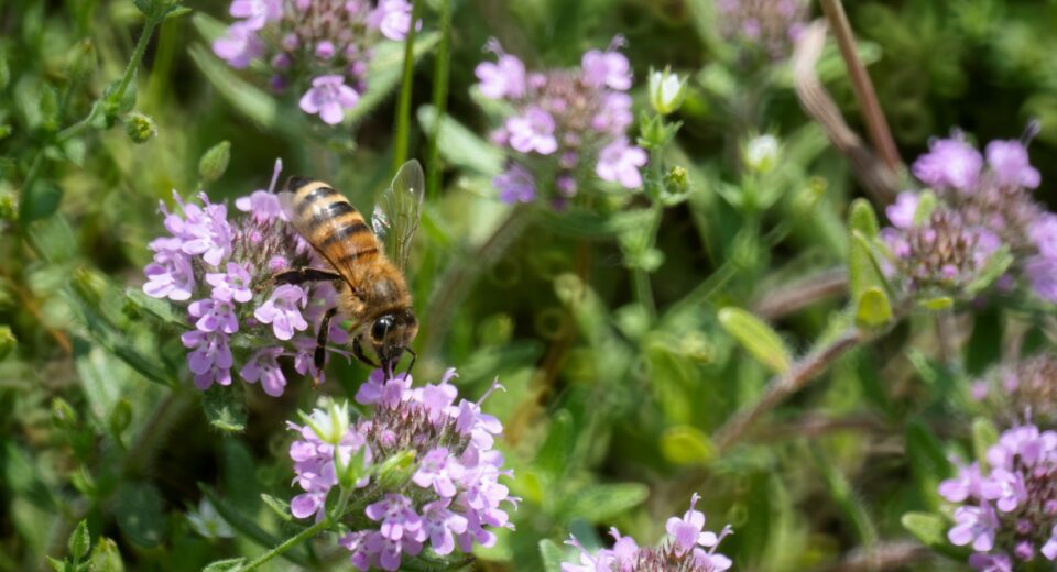 Lekovita svojstva timijana lekovito bilje