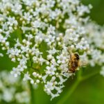 7 Neverovatnih zdravstvenih prednosti višanja koje morate znati