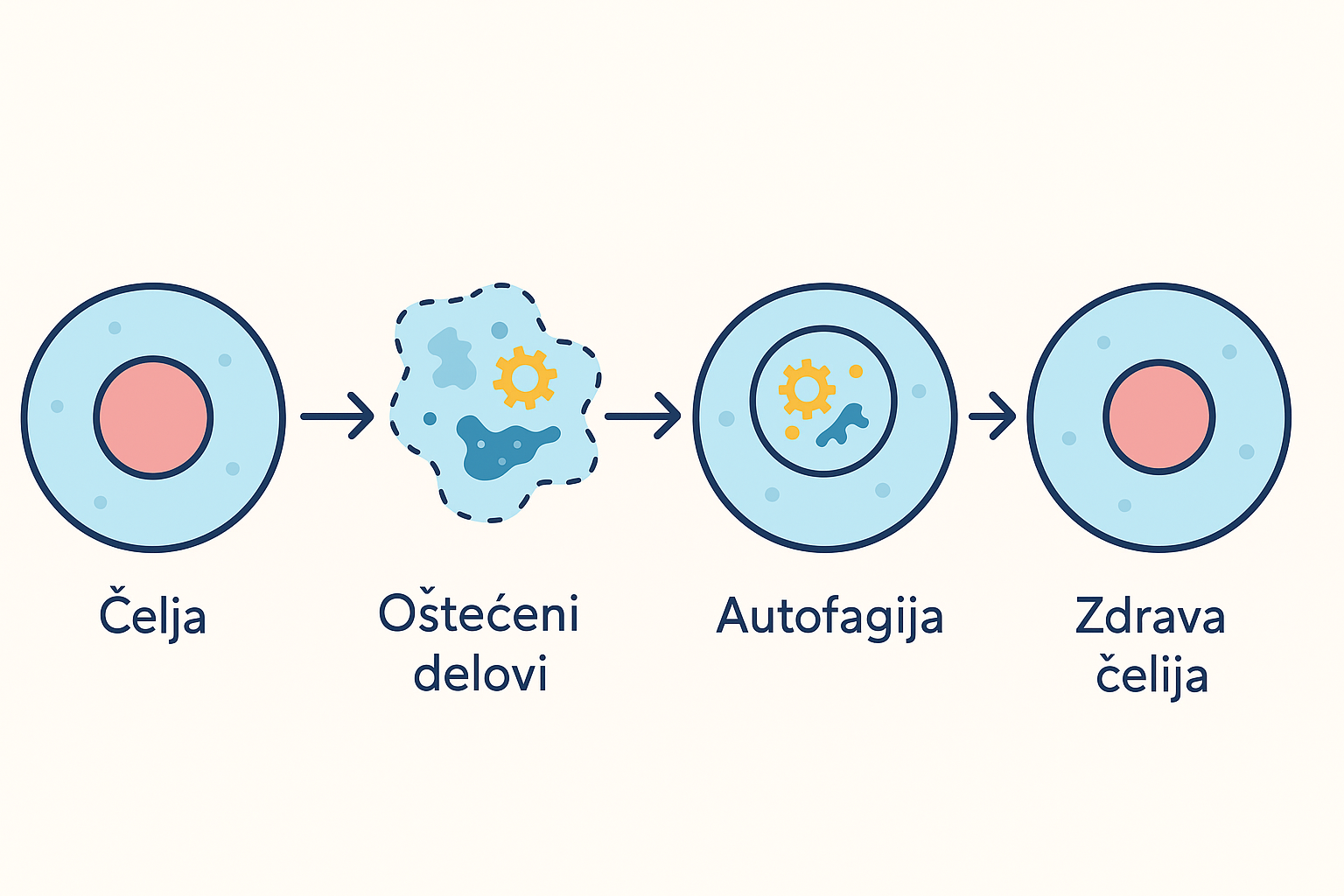 Autofagija prednosti i mane