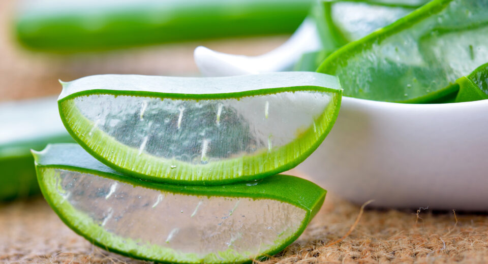 Aloe Vera lekovita biljka