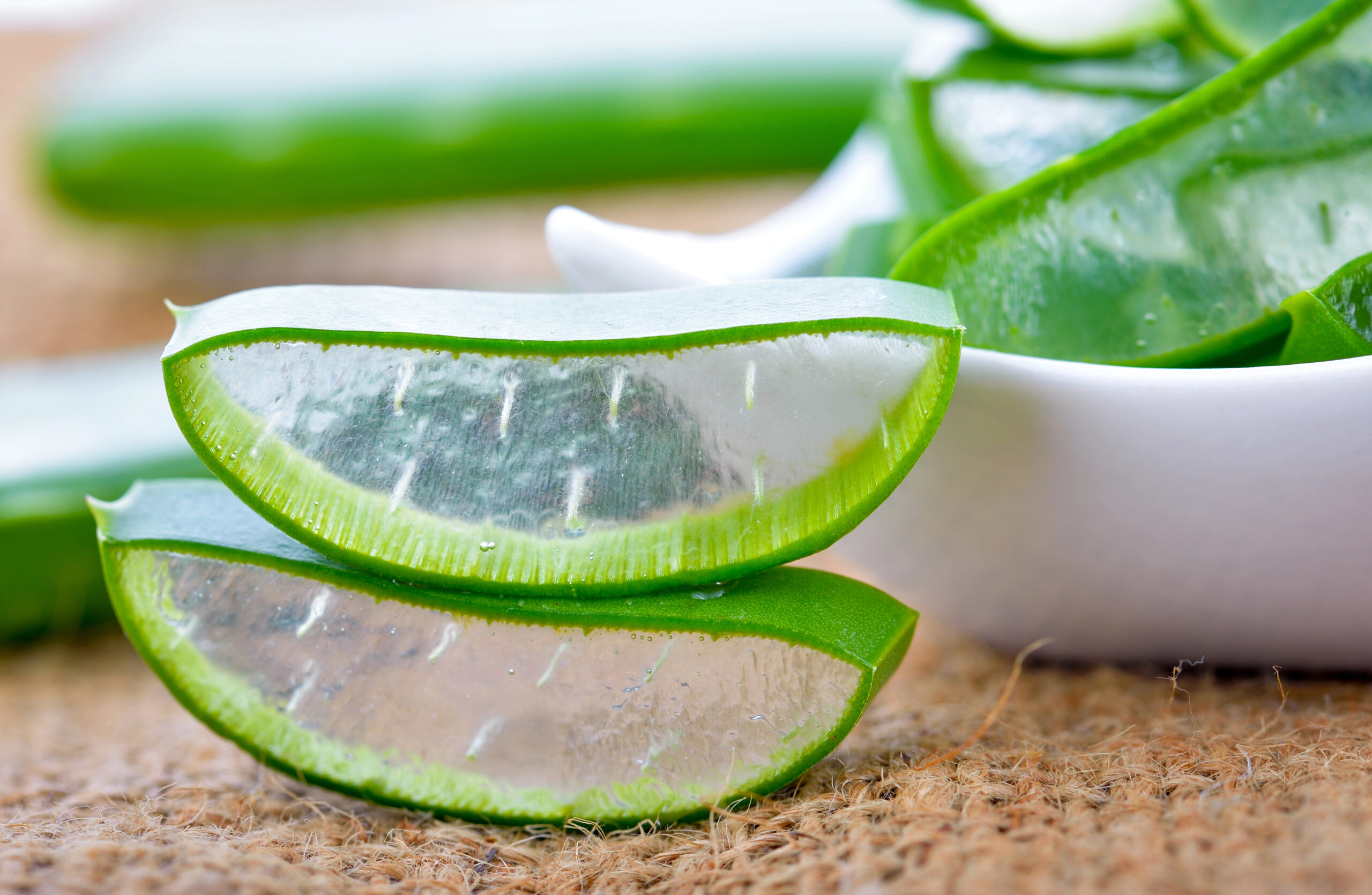 Aloe Vera lekovita biljka