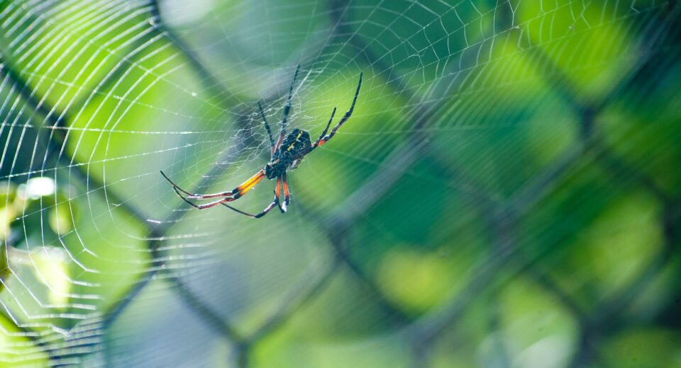 Paukovi ujedi pauka simptomi 3