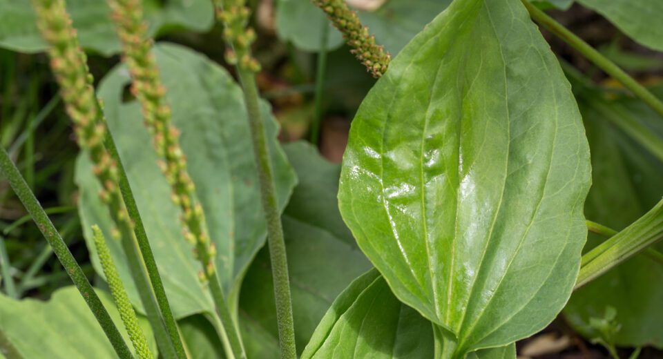 Bokvica-lecenje-i-zdravlje