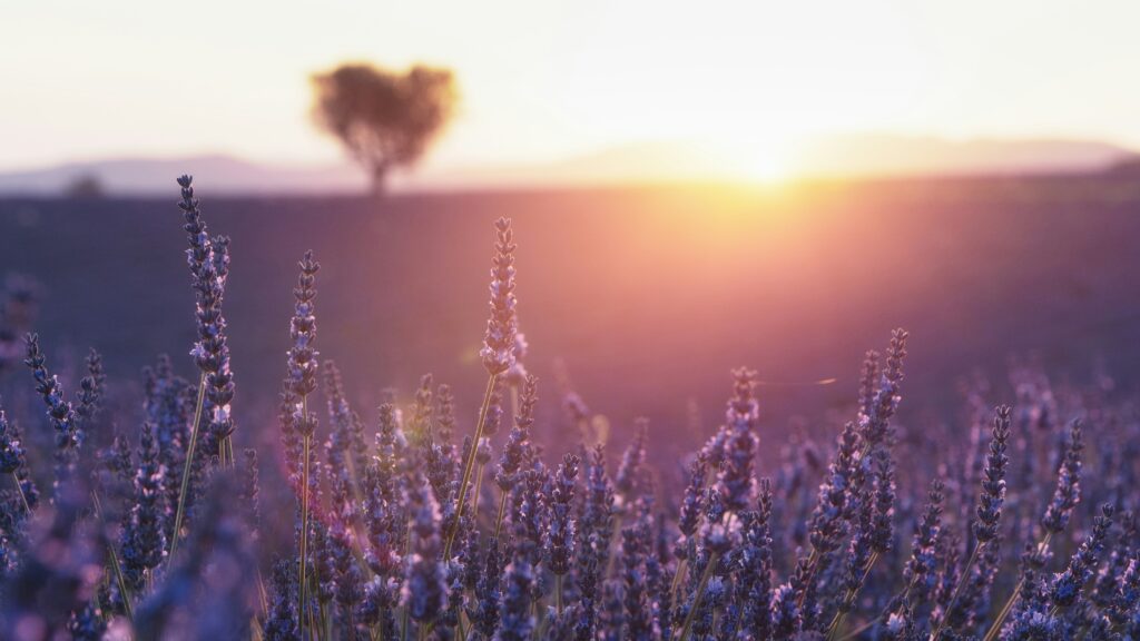 Lavanda za lecenje nesanice