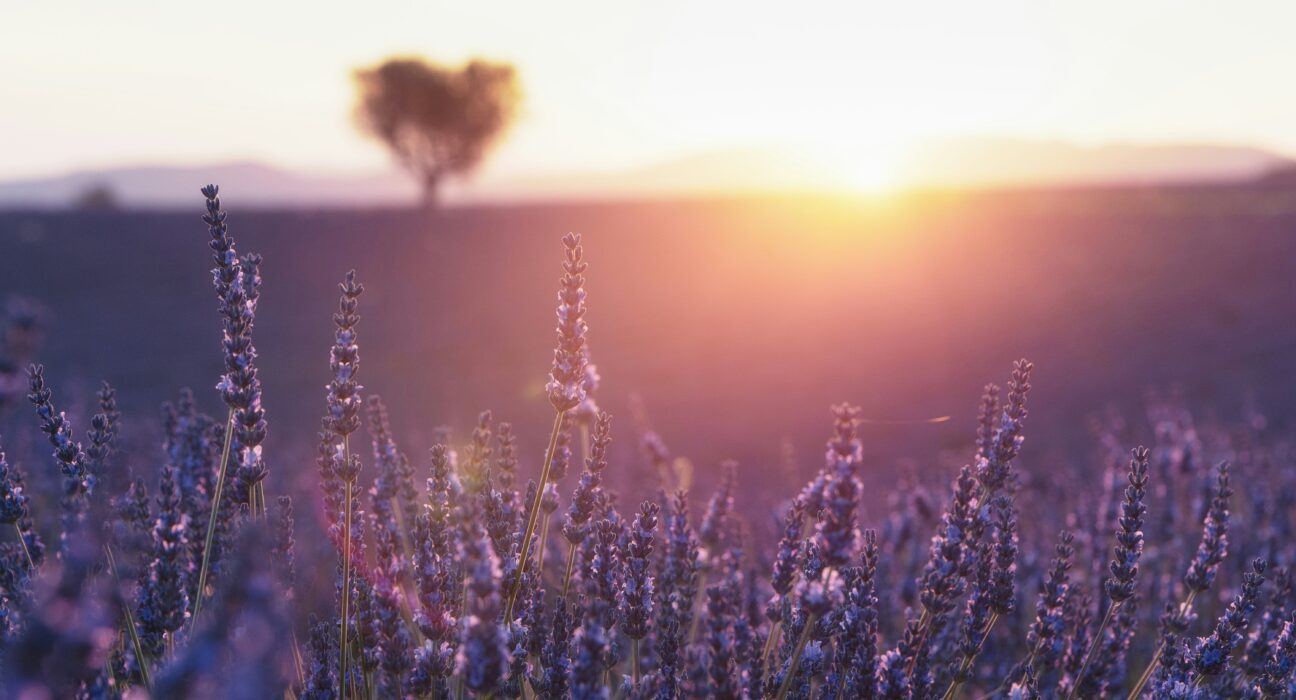 Lavanda za lecenje nesanice