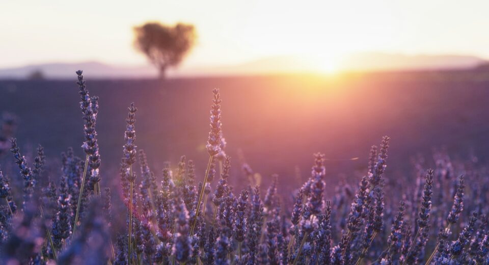 Lavanda za lecenje nesanice