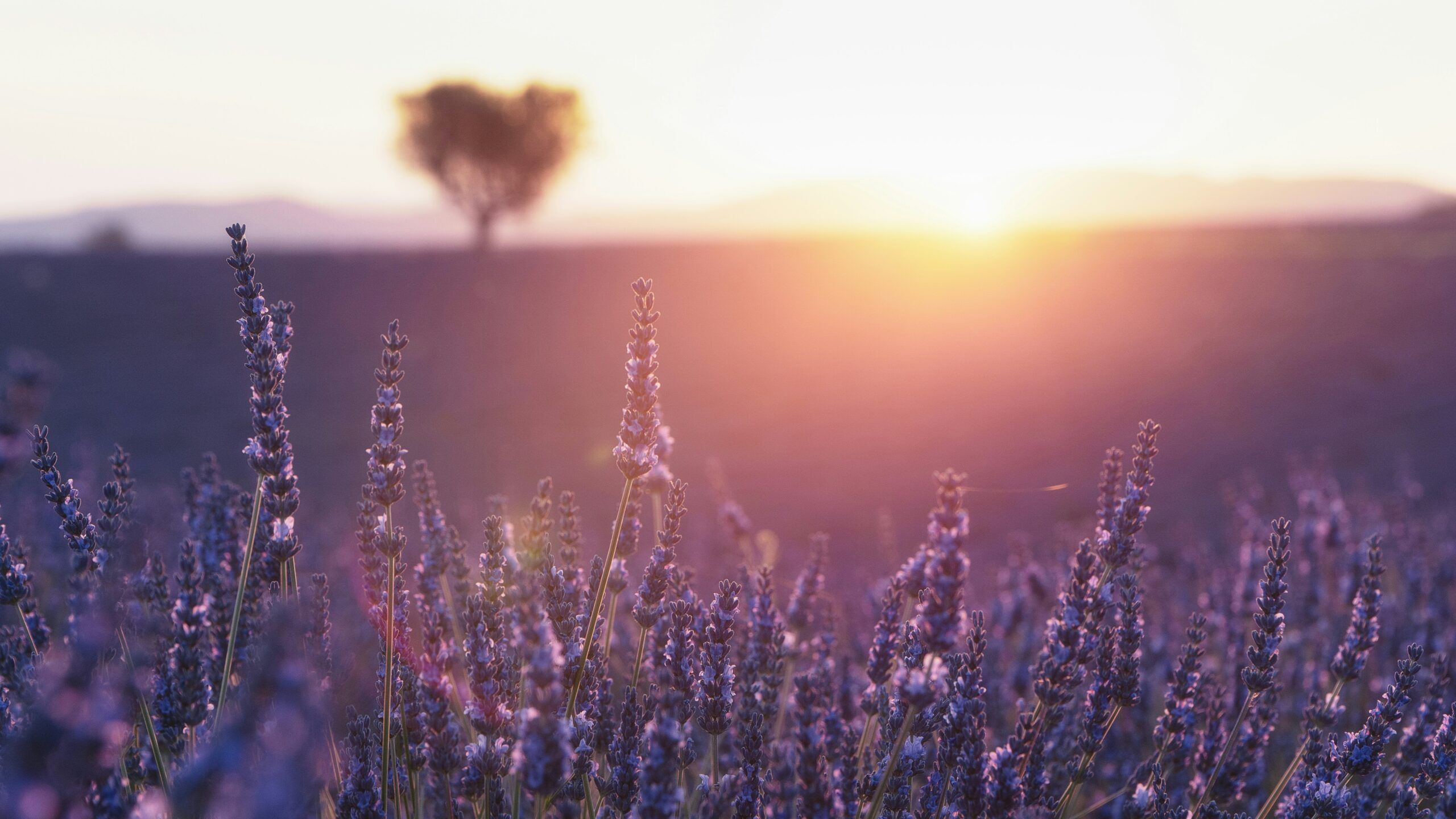 Lavanda za lecenje nesanice