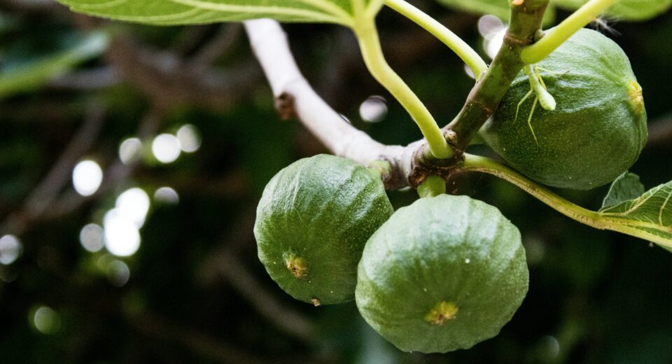 Mleko od smokve za lecenje keratoza i bradavica