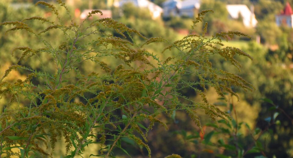 Alergija na ambroziju