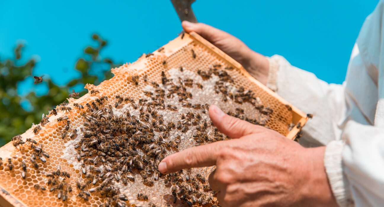 Pcelinji otrov kao apitoksin za lecenje multipla skleroze