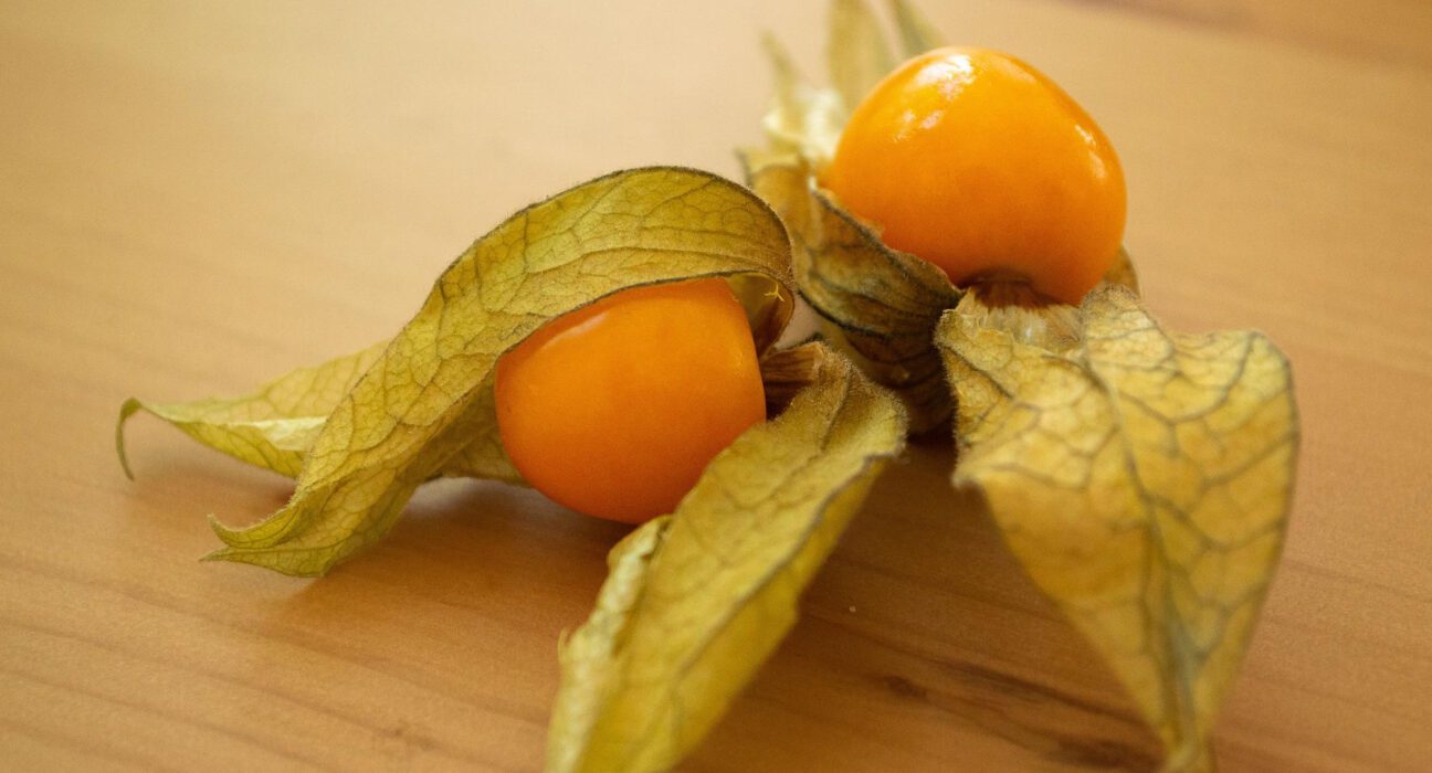 physalis peruviana - peruanska jagoda
