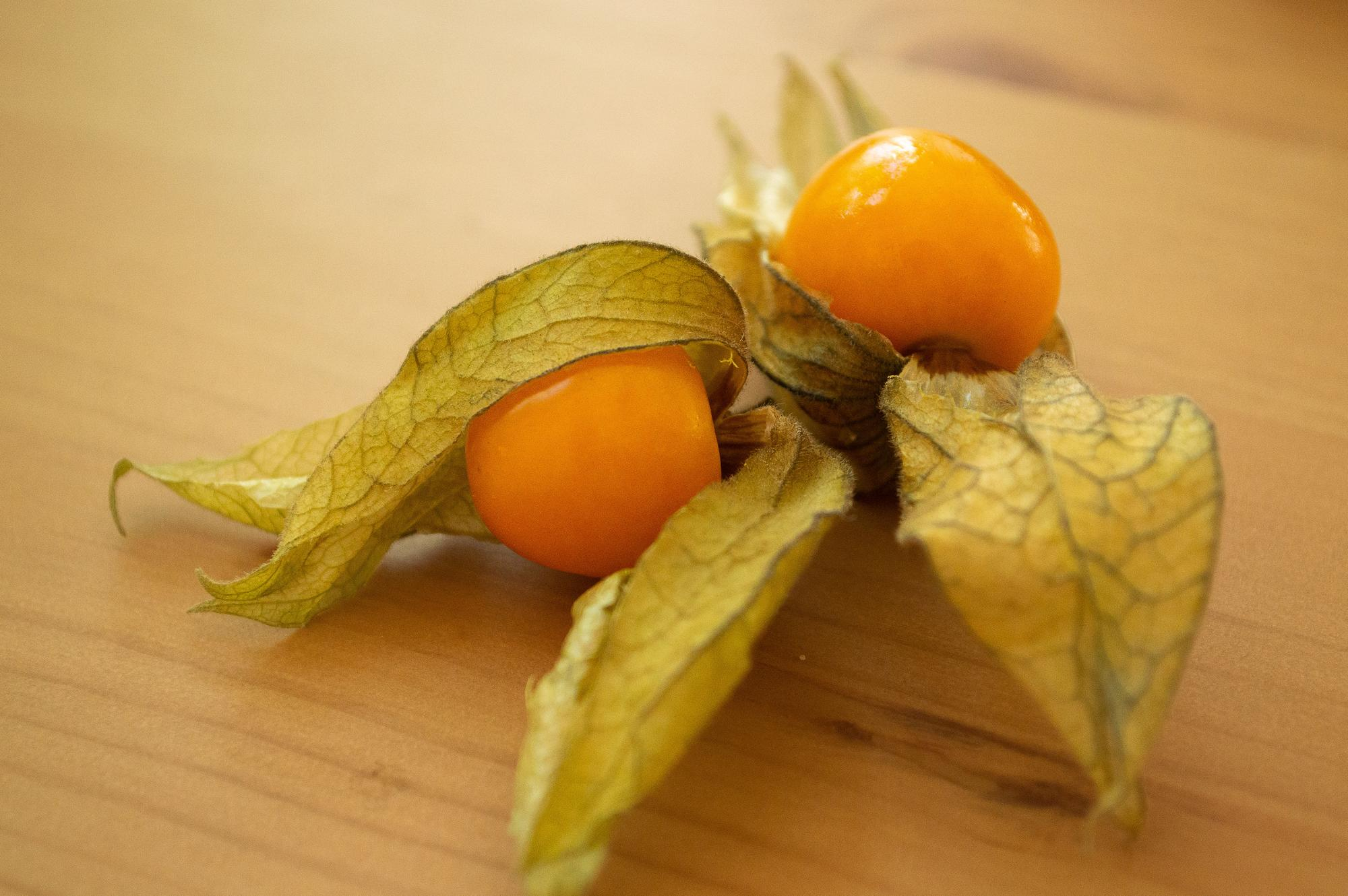 physalis peruviana - peruanska jagoda