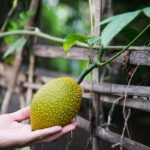 Hrana koja smanjuje upale u telu – šta zaista pomaže i za koje upale