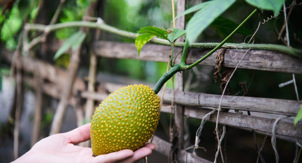 Dezinformacije oko lecenja raka