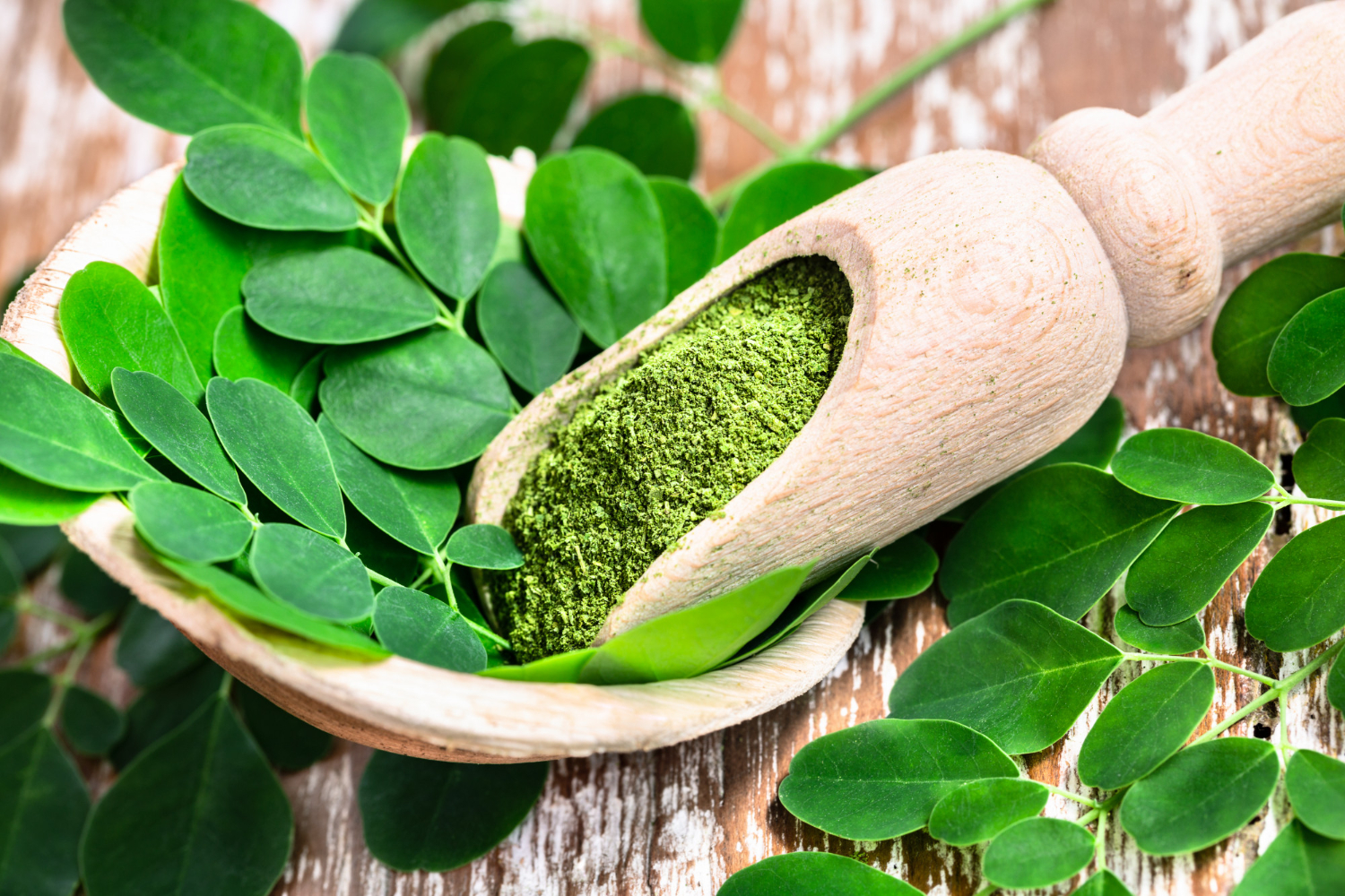 Moringa superbiljka sa izuzetnim nutritivnim vrednostima